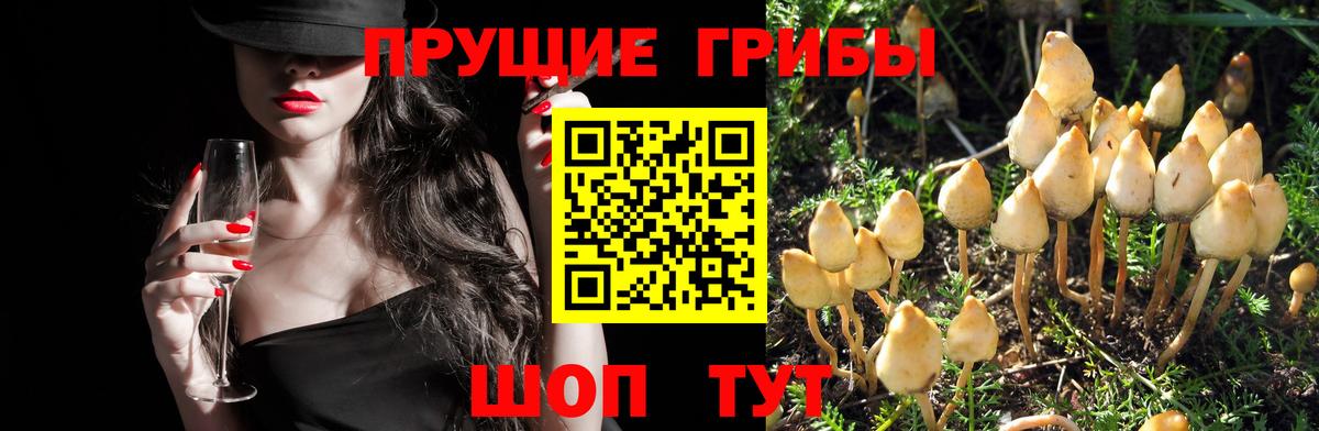 Барабинск  Псилоцибиновые грибы прущие грибы  Вход с VPN 